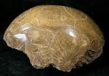 Polished Fossil Coral Head - Morocco #16386-1